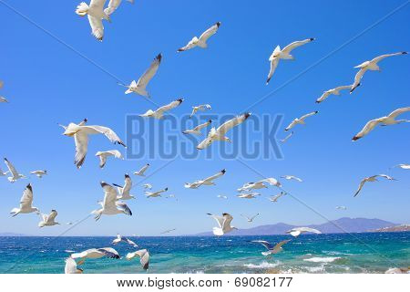 Swarm Of Flying Sea Gulls