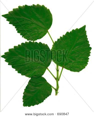 Quattro foglie 