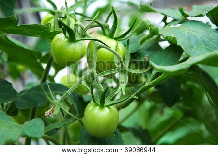 Green Tomato