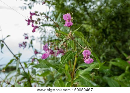 Violet Blooming Himalayan Balsam From Close