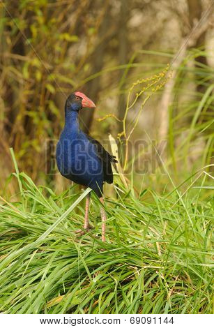 New Zealand Pukeko, a native bird in the wild