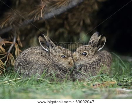 Rabbits Nuzzling