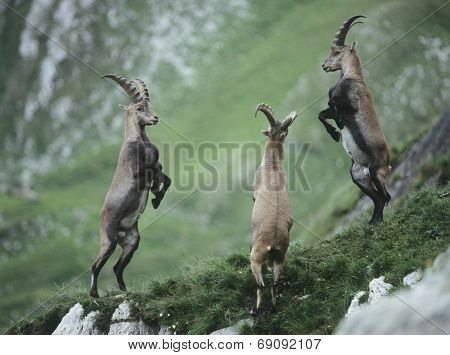 Rearing Alpine Ibexes