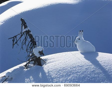 Snowshoe Hare
