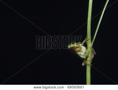 Light Green Frog