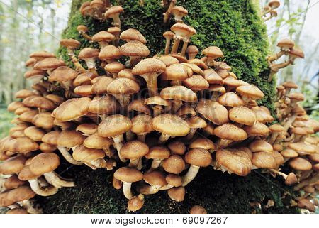 wild mushrooms