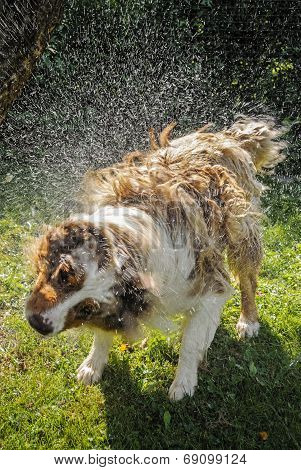 Dog Splash Out Water