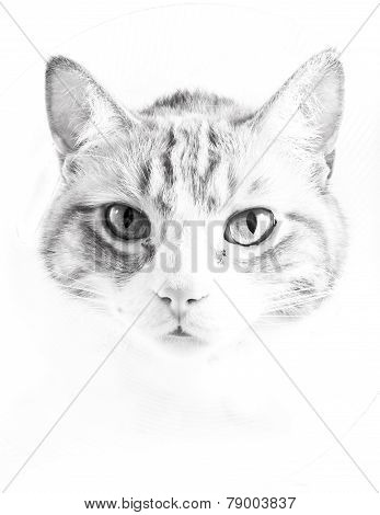 Julu the cat