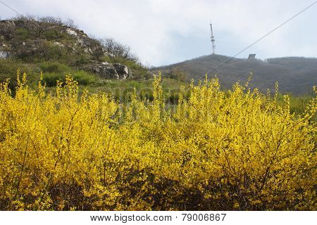 Yellow Flowers On Mountain Mashuk.