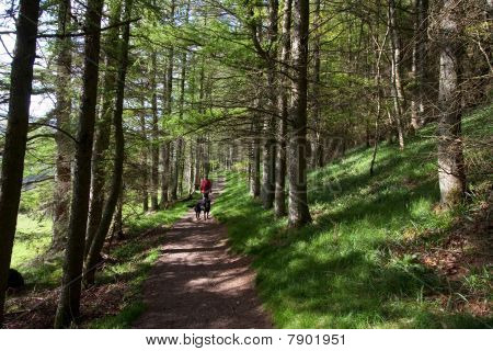 Aber Woods