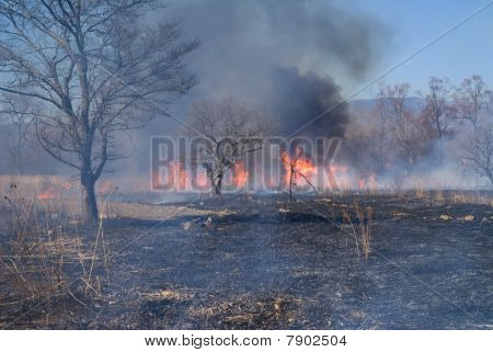 Brushfire