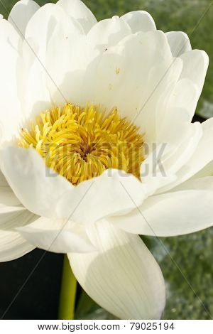 Lotus Flower