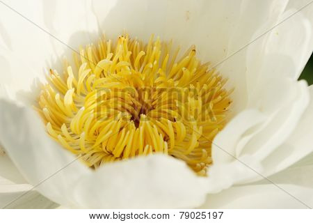 Lotus Flower