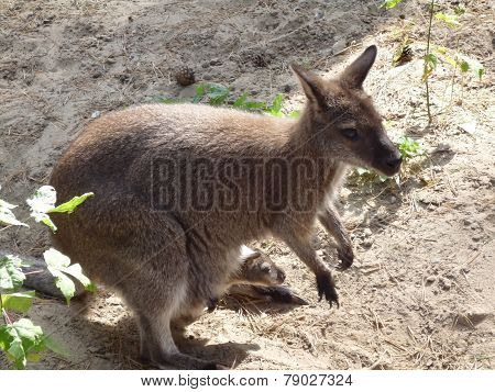 little kangaroo with baby in pouch in a Siberian zoo