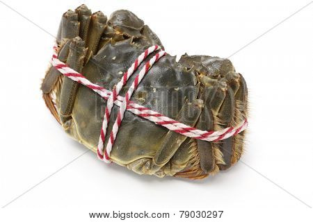 raw shanghai hairy crabs(male) isolated on white background