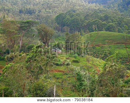 Mountain Scenery In Sri Lanka