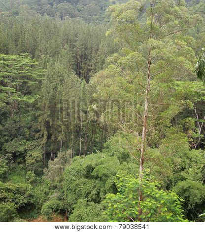 Mountain Scenery In Sri Lanka
