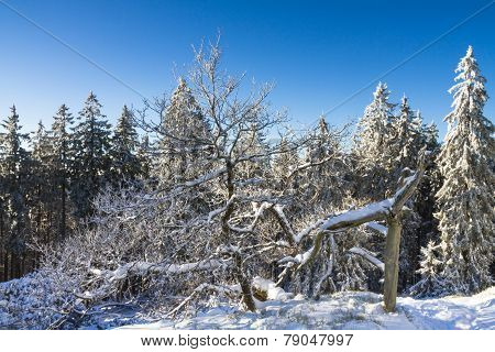 Winter Wonderland - Dead Tree Covered In Snow
