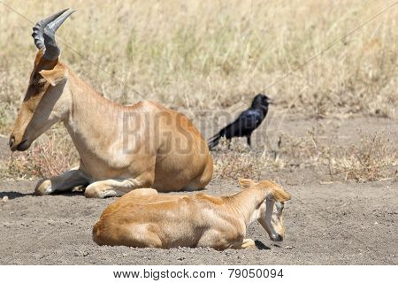 Family Of Hartebeests