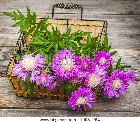 Bouquet Of Purple Cornflowers