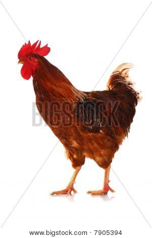 在白色的一个活公鸡