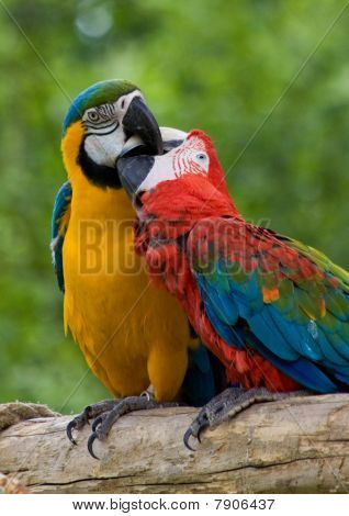 コンゴウインコ