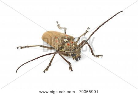 Mango Tree Borer Isolated On White.