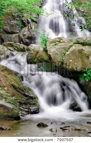 Świerk mieszkania Falls