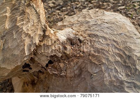 Beaver Chewed Wood