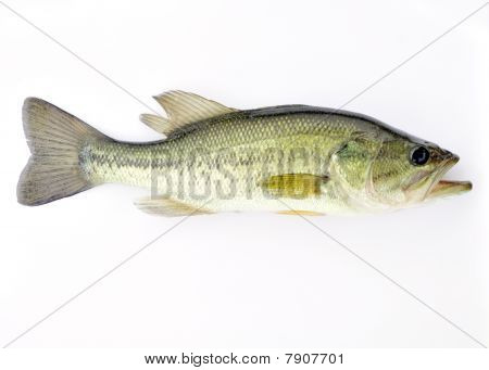 Bas largemouth