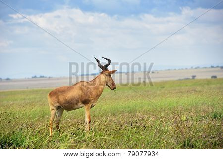 Antelope
