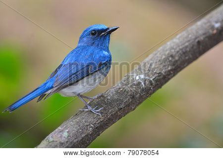 Hainan Blue Flycatcher