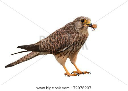 Common Kestrel