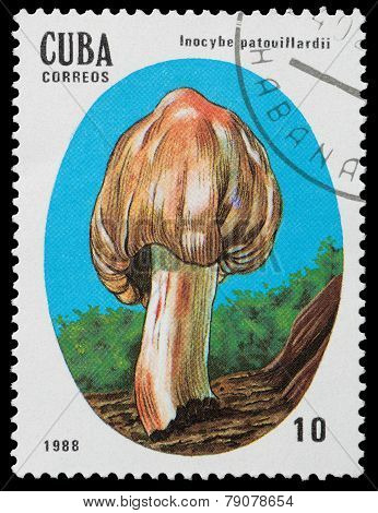 Mushroom