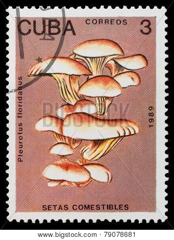 Mushroom