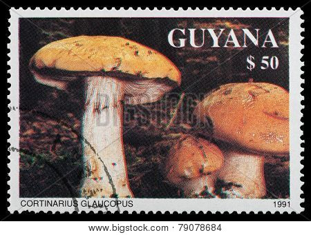Mushrooms