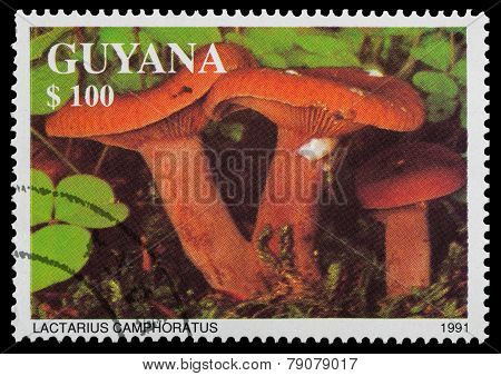 Edible Mushrooms