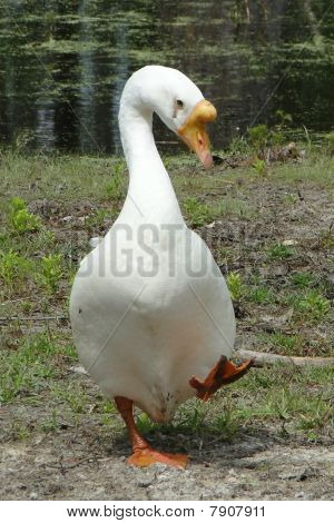Ánsar Cisne blanco