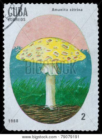 Toadstool Fly Agaric