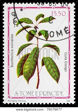 Medicinal Plant