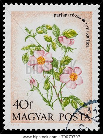 Wild Flowers