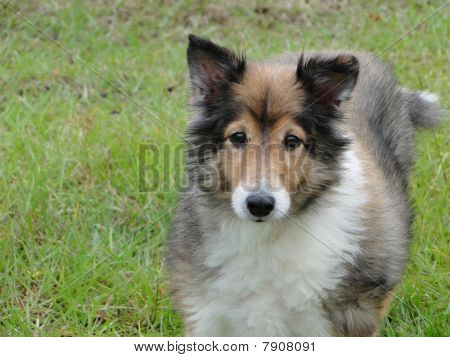 Sheltie
