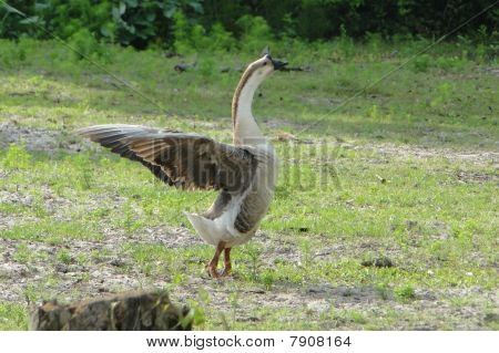 Alas de ganso cisne aleteo
