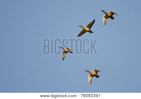 Four Ducks Flying In A Blue Sky