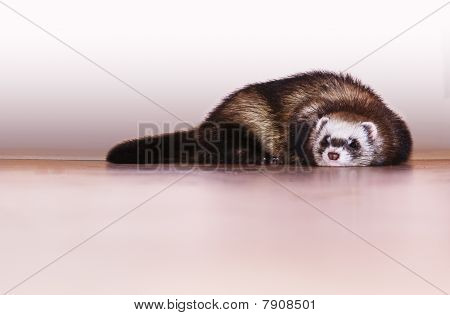 Weinig Ferret