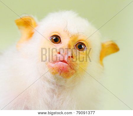 Portrait of funny monkey. The Silvery Marmoset (Mico argentatus). Close up with shallow DOF.