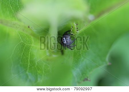 Black North American Jumping Spider Ambush