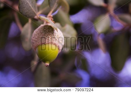 Green Acorn