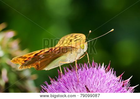 butterfly in natural habitat in spring (melitaea aethera)