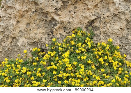Flowering Plant Lotus Creticus Close-up, Horizontal Outdoors